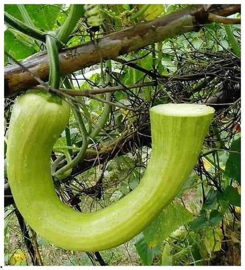 座等吃瓜是什么意思,揭秘网络流行语的趣味与内涵