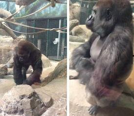 娱乐吃瓜酱动物园大猩猩